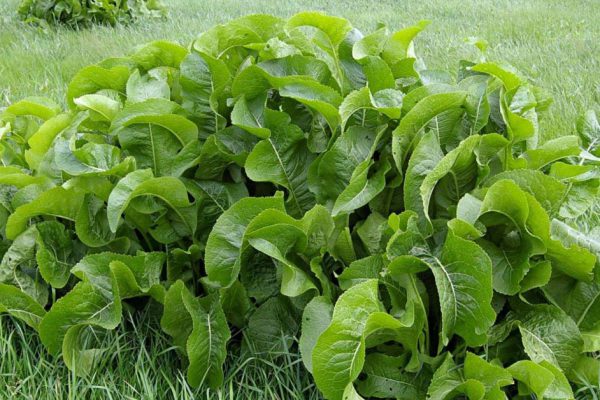 Зачем листья хрена необходимы хозяйке