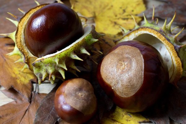 Рецепт настойки из каштана для профилактики варикоза