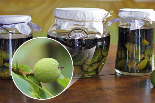 Из зеленых орехов готовлю укрепляющий напиток, собираю орехи обязательно на Ивана Купалу