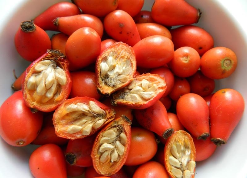 настойка шиповника для чего