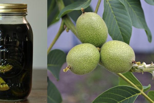 Царский орех защитит от всех болезней! Естественное решение проблемы с дефицитом йода и гипотиреозом.