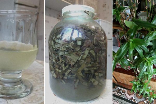 Как сделать настойку из золотого уса