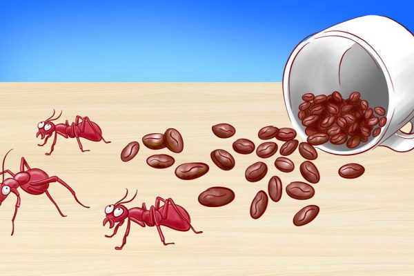 Все возможные способы применить натуральный кофе в доме