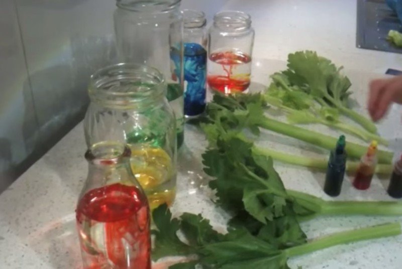 сила осмоса