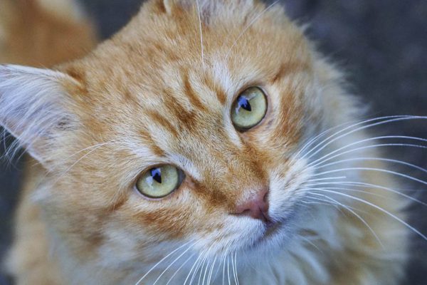 В аэропорту был найдет рыжий кот, хозяйка улетела одна, а переноску забрала с собой