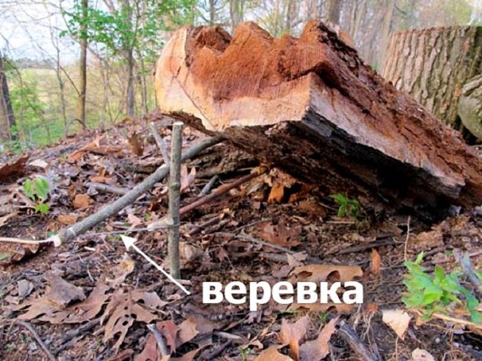 тампон для мужчины