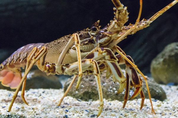 Фотограф из США передумал есть лобстера и поселил его дома в аквариуме, новый друг на YouTube зарабатывает солидные суммы