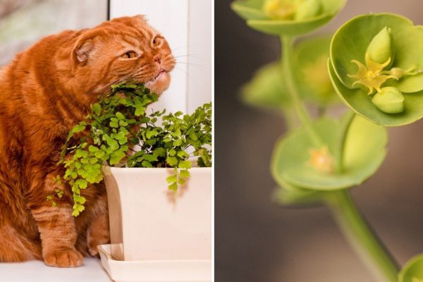 Подборка необычных комнатных растений