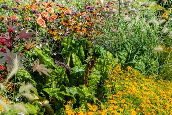 Самые неприхотливые цветы для дачи