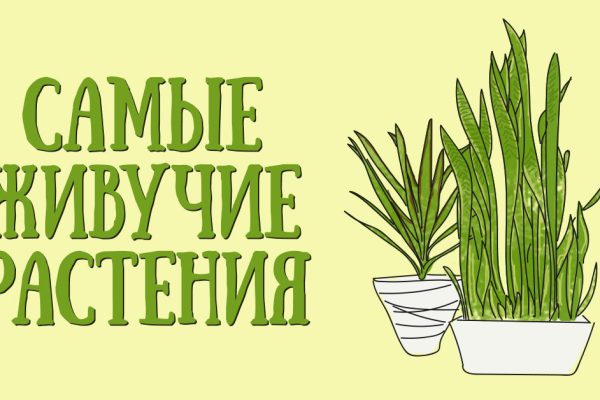 Эти 10 домашних растений смогут выжить в любых условиях! Даже в самом темном углу…