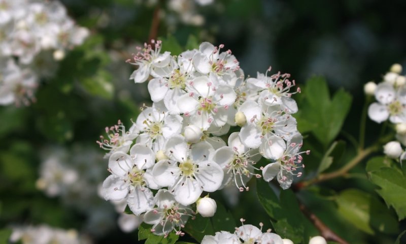 неприхотливые кустарники