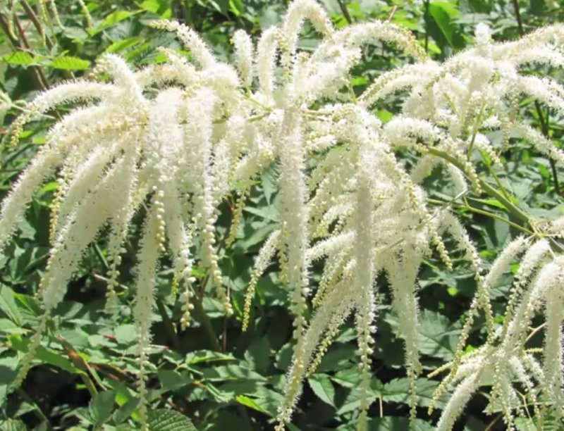 неприхотливые многолетние кустарники