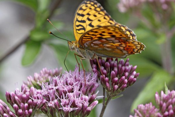 Перечень неприхотливых кустарников для посадки на дачном участке