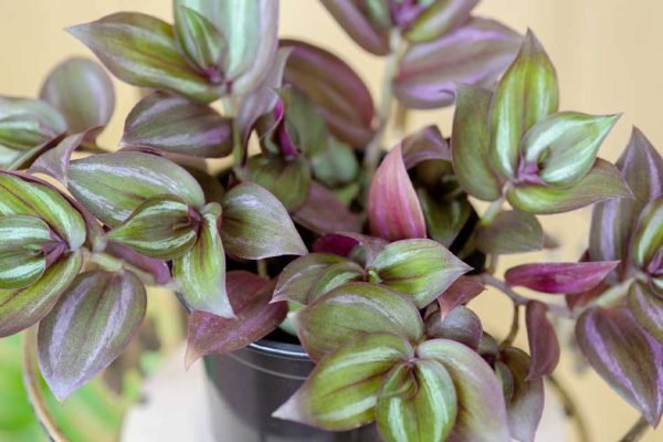 Работаю и справляюсь с двумя детьми, на растения совершенно не остается времени, потому выбираю только неприхотливые экземпляры