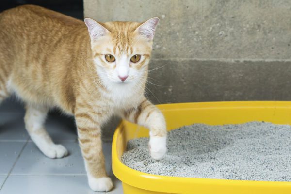 В чём причина сильного кошачьего запаха в квартире и почему у некоторых кошатниц его нет