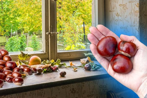 Осенью бабушка водружает каштаны на подоконник, чтобы решить деликатную проблему