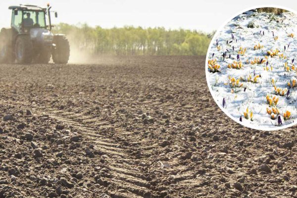 Народный синоптик переживает, что год выдастся неурожайным, и у него есть все основания так думать