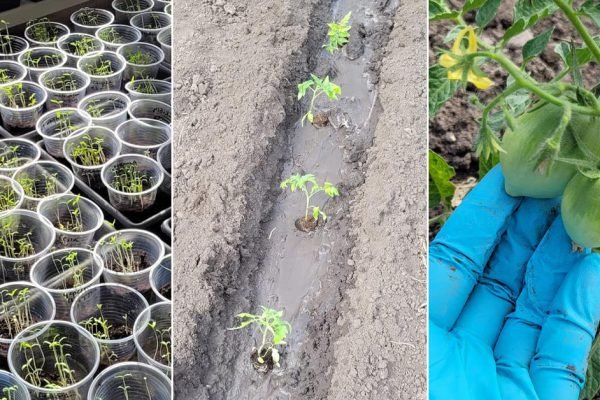 Мне уже 40 лет не 16, низкорослые помидоры выручают, их не надо пасынковать каждый день