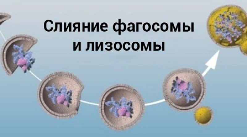 нобелевская премия по медицине 2016