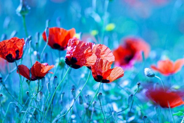 Какие цветы раскрывают бутоны после заката