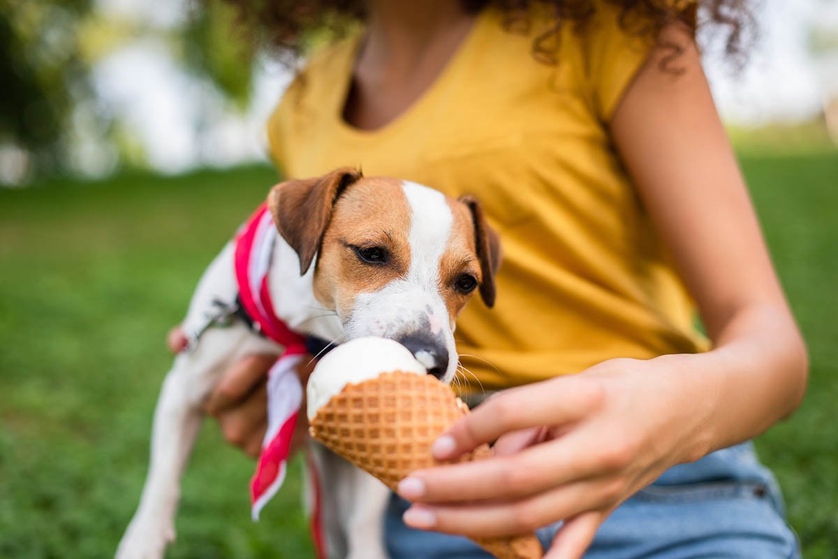 собака ест мороженое