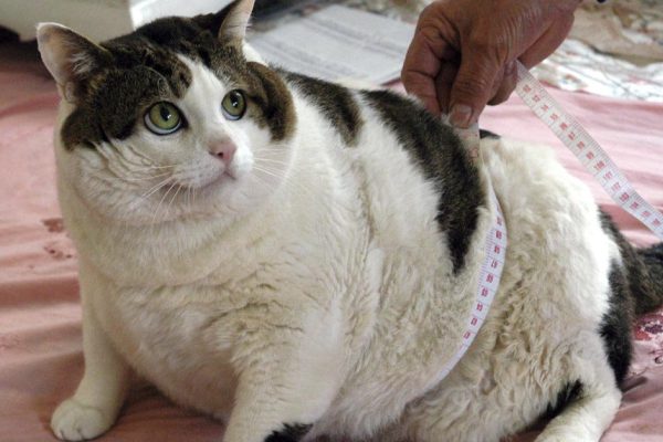 Что предпринять, если твой пушистый друг стал набирать вес, ученые дали пару советов