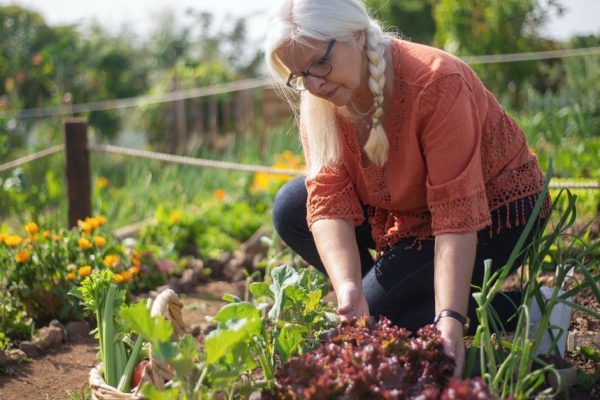 Осталась привычка сажать огород, но это стало убыточным делом