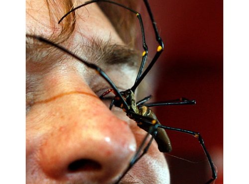 страх пауков