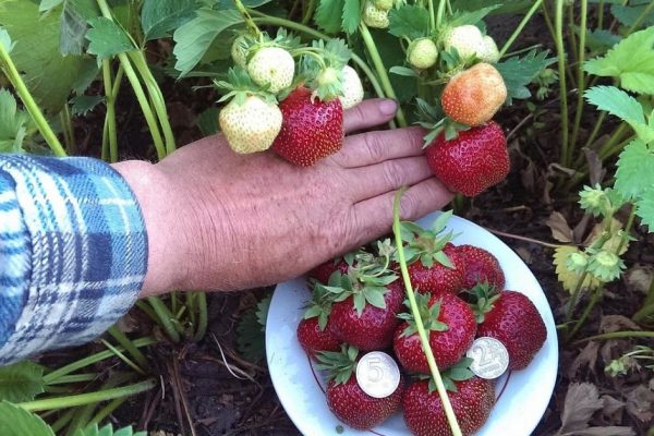 Балую свою клубнику ядреной смесью от вредителей и болезней