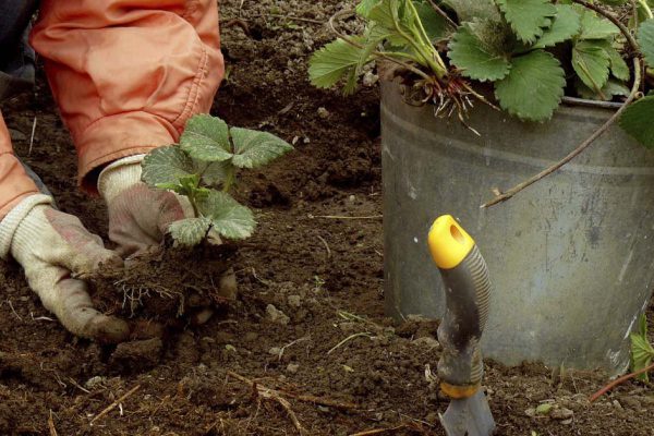 Трудолюбивая дачница по пунктам объясняет, какие работы необходимо сделать на грядке с клубникой после зимы