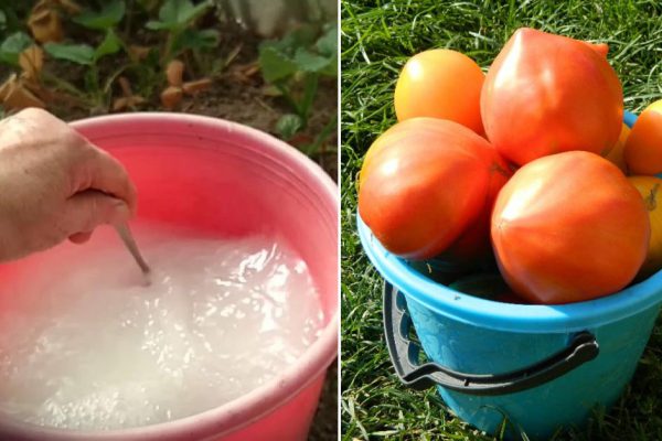 Чем полить грядки осенью, чтобы защитить огурцы и помидоры от вредителей и хворей на год вперед