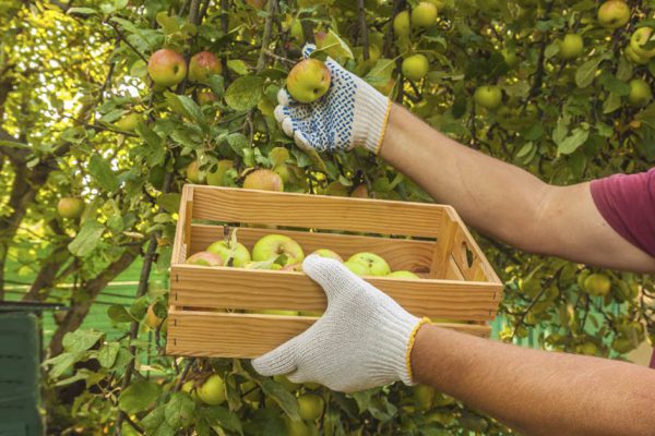 Чем обработать фруктовые деревья под конец лета