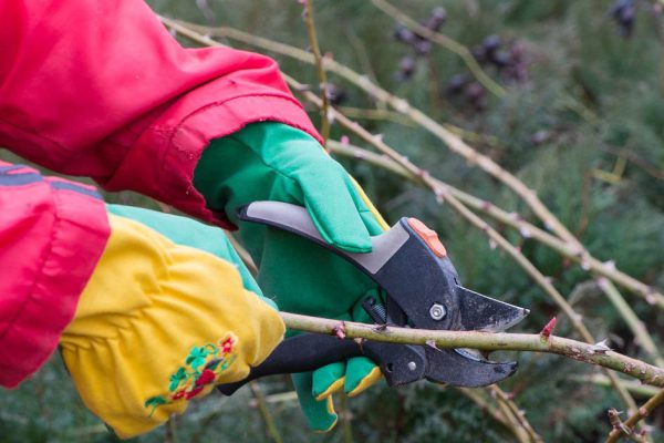 trimming the rose bushes with secateurs in early spring