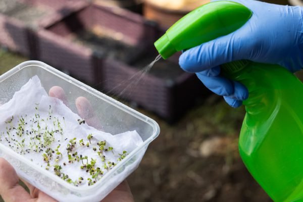 Тетя, которая 20 лет работает агрономом, рассказала, с помощью какого раствора прорастут даже старые семена