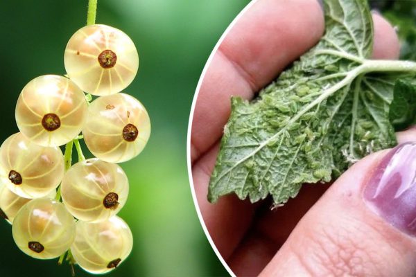 Нашла у себя дегтярное мыло и искупала тлю на смородине, пробуйте, не бойтесь