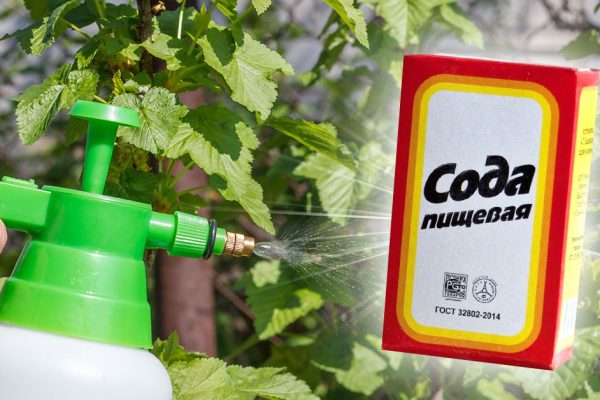 Грамотные дачники по весне обрабатывают смородиновые кусты обычной содой, беру с них пример