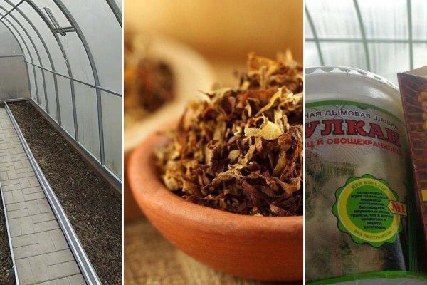 Почему самое время начать готовить теплицу к зимовке