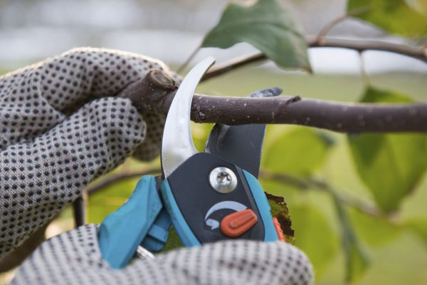 Каждое лето обрезаю деревья на даче, хоть соседи кричат, что так нельзя