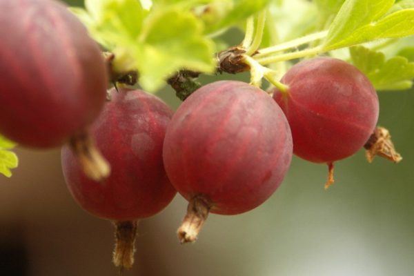 Чем подкормить кусты крыжовника по весне и зачем их обрезать