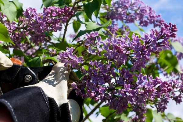 Какие кустарники не стоит обрезать весной