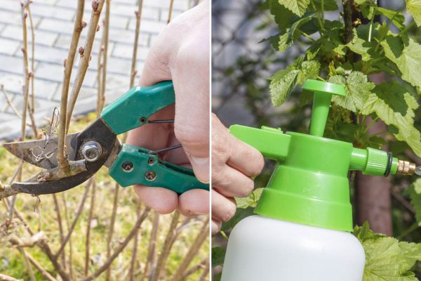 Грубая ошибка огородников со смородиной, осенью ни в коем случае нельзя так поступать с кустами