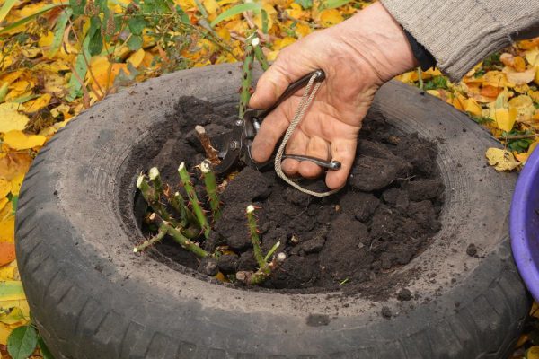 Preparing roses for winter by creating a mound of soil or compost over the base of the plant to protect roses from frosts.