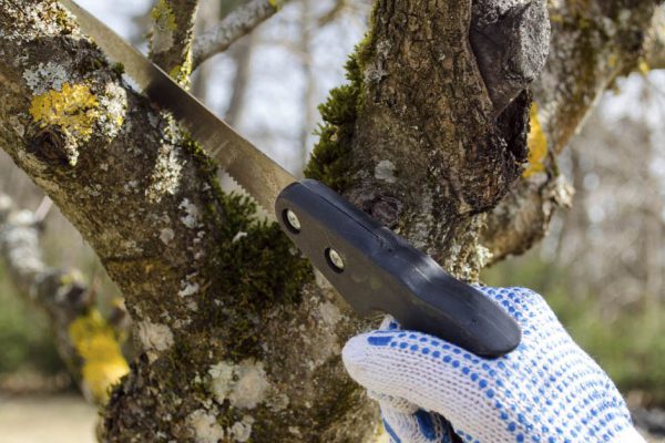 Путем проб и ошибок поняла, как правильно обрезать сад весной