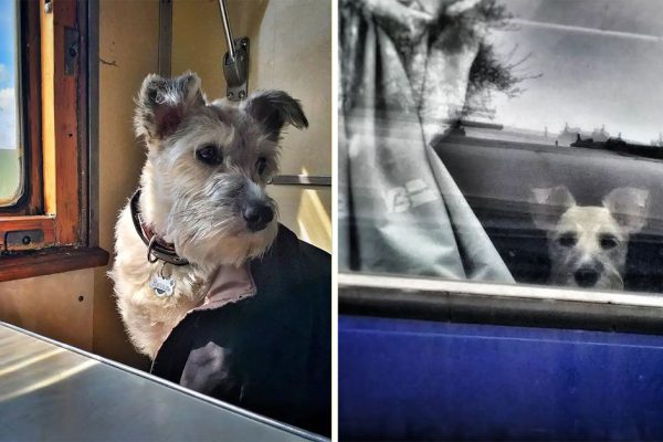 Общение с животными способно заменить психолога, «хвостики» исцеляют одним свои присутствием