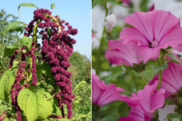 Больше не заморачиваюсь с рассадой цветов, ведь есть отличные холодостойкие летники, которые можно сеять сразу в грунт