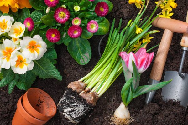 Посадка садовых растений методом «горшок в горшок»