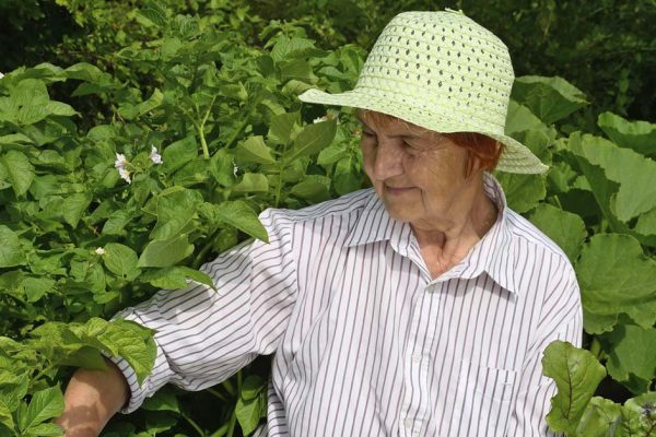 Что нужно успеть сделать в саду и огороде за август