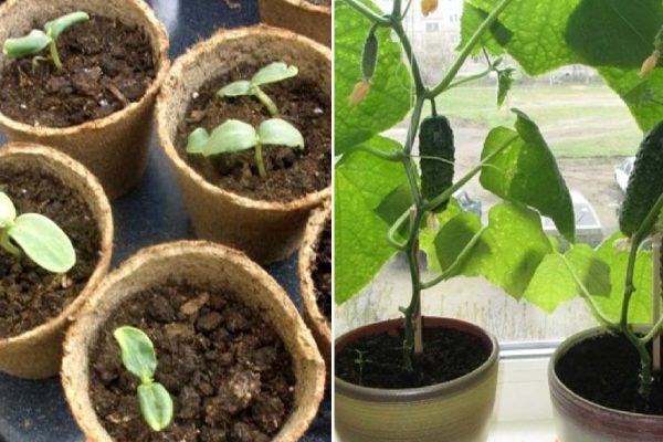 Сорта огурцов, которые вырастут на подоконнике аккурат к Новому году