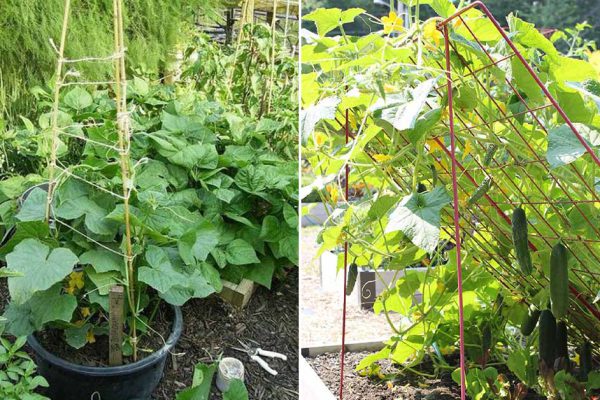 Планирую в этом году вырастить много огурцов, ищу идеи по обустройству шпалер уже сейчас