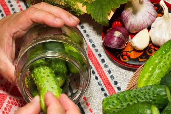 Pickling cucumbers, pickling - hands close-up, cucumber, herbs, spices, salt, hohloma, Russian style. Recipes, step execution. Harvesting vegetables in store.